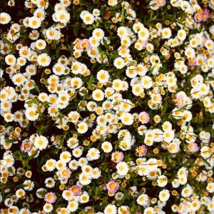 Meet your Posher, Arabella